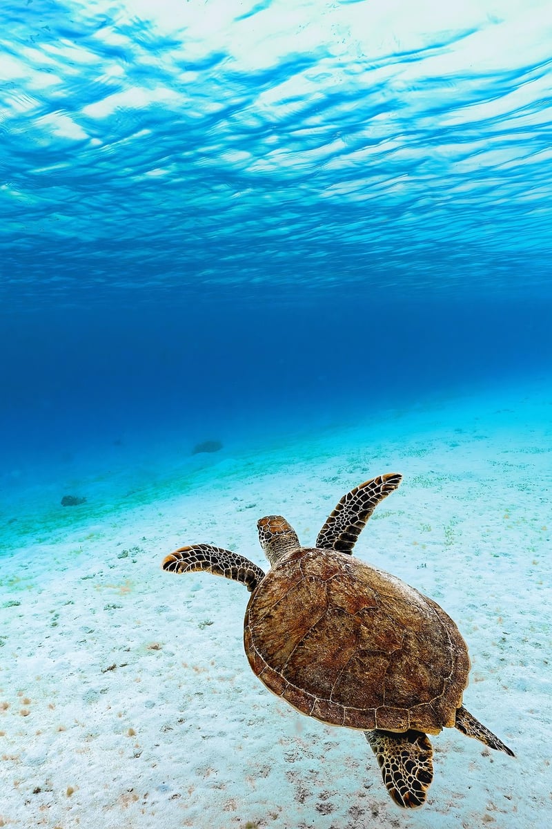 Sea turtle swimming