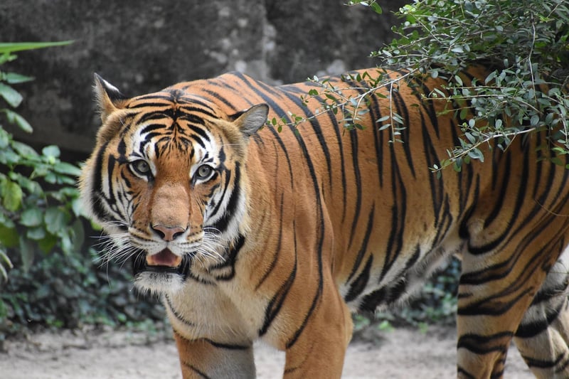 Tiger in the jungle
