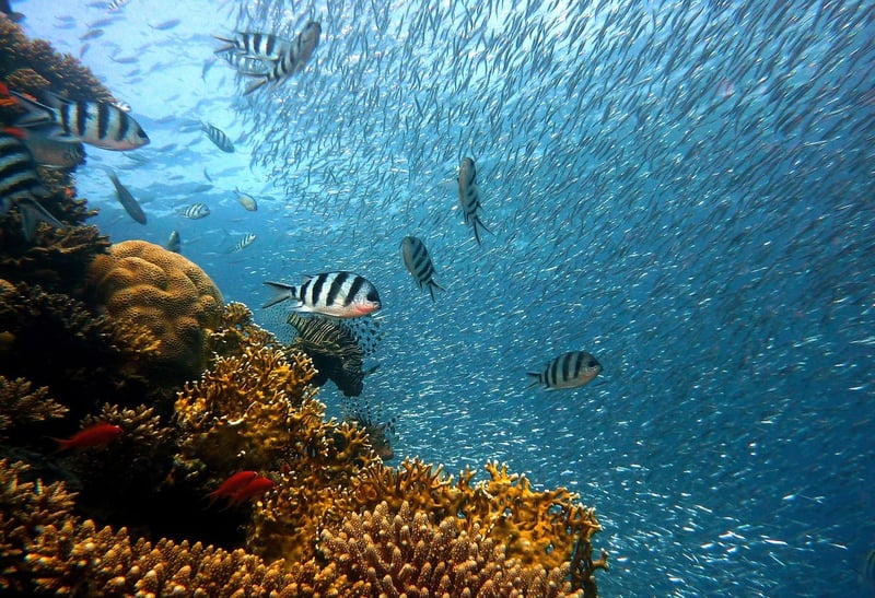 Colorful coral reef