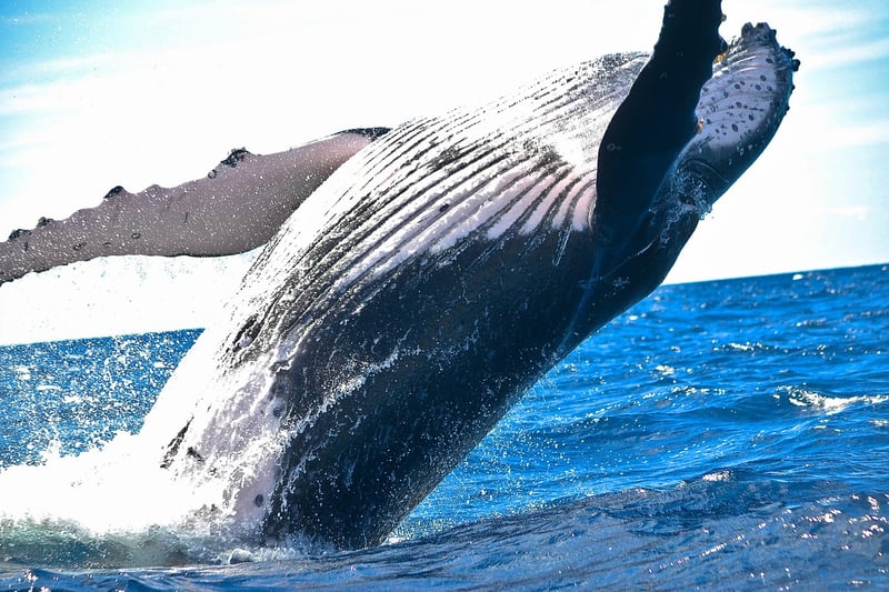 Humpback whale breaching